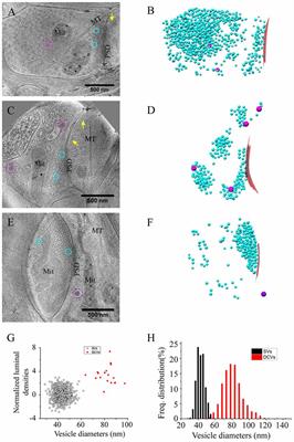 Accumulation of Dense Core Vesicles in Hippocampal Synapses Following Chronic Inactivity